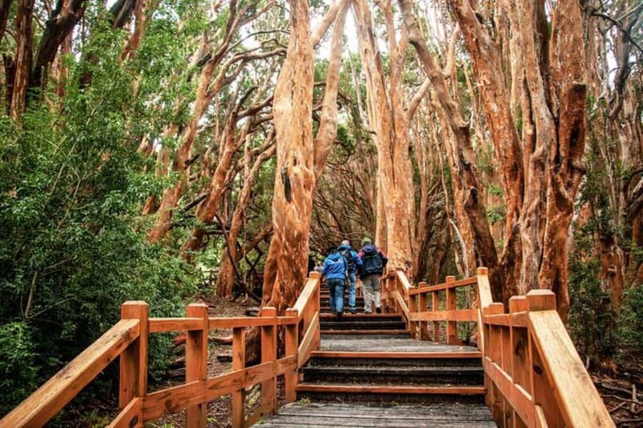 Bariloche: Arrayanes Forest and Victoria Island Tour - Why the boat ride is part of the attraction