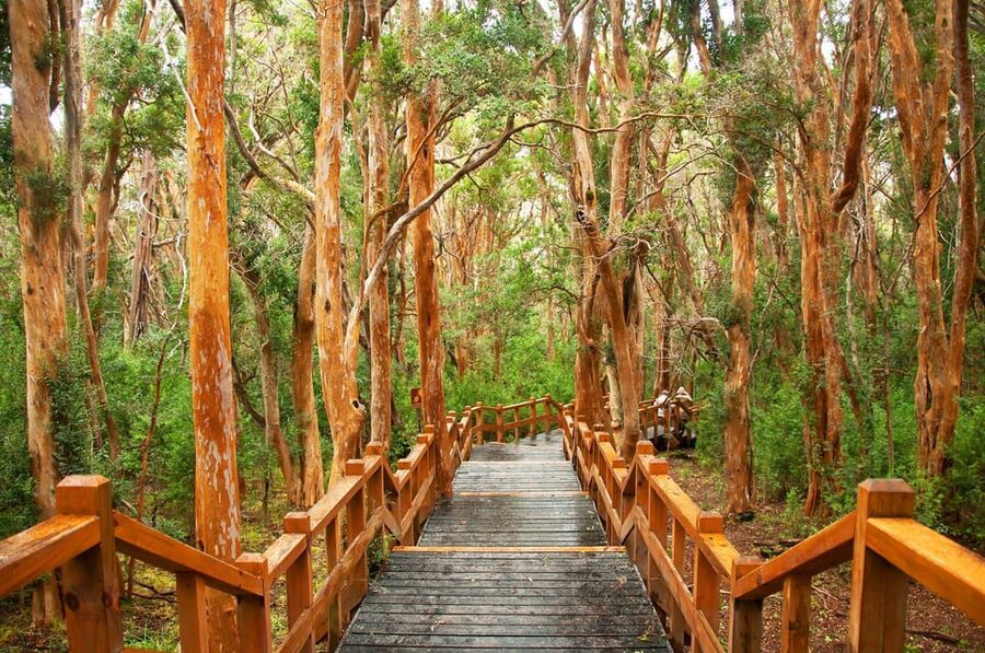 Bariloche: Victoria Island and Arrayanes Forest Navigation - What the $220 price really covers