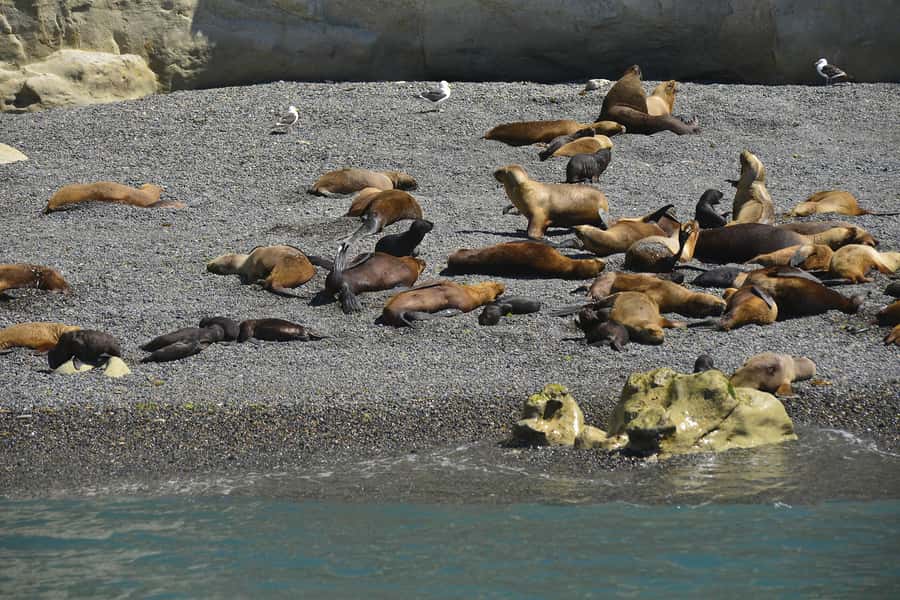 Best Tour to Peninsula Valdes - Three hours in Puerto Pirámides