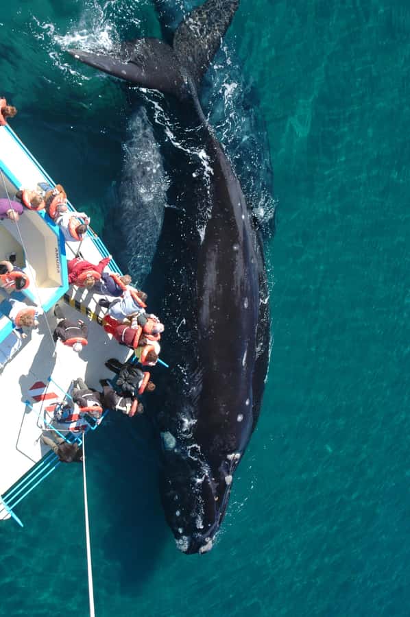 Best Tour to Peninsula Valdes - Penguins, sea lions, and elephant seals