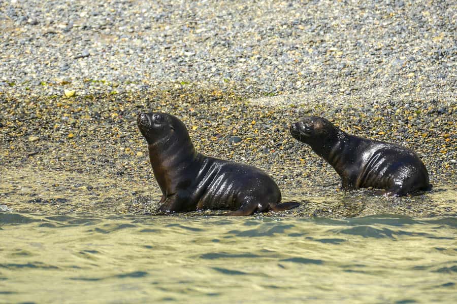Best Tour to Peninsula Valdes - The long return to Puerto Madryn