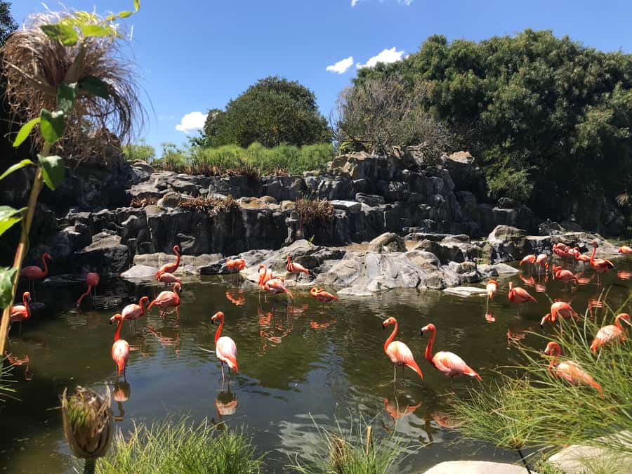 Buenos Aires: Bioparque Temaiken with Transfers - Why Temaikèn makes a good day outside Buenos Aires