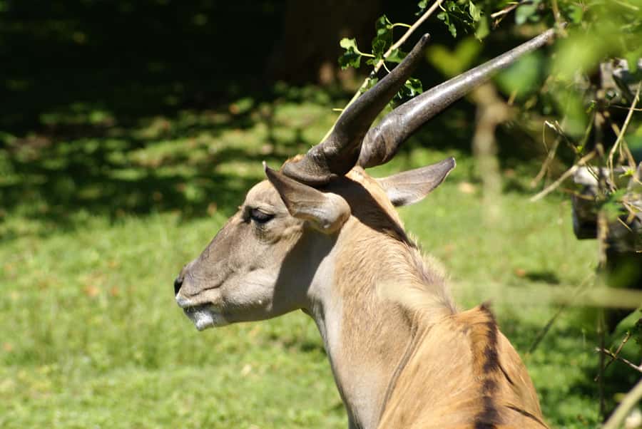 Buenos Aires: Bioparque Temaiken with Transfers - Five hours to plan your own route