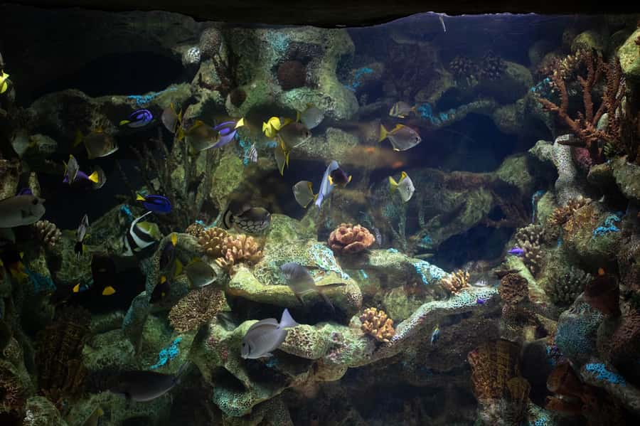 Buenos Aires: Bioparque Temaiken with Transfers - African and Asian zones for familiar favorites