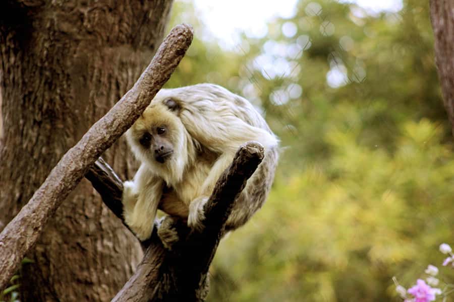 Buenos Aires: Bioparque Temaiken with Transfers - Who will enjoy this day most