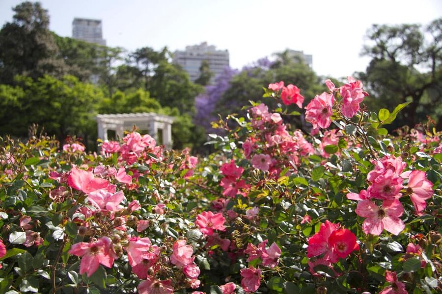 Buenos Aires Private City Tour with a local guide - What the Guides Add