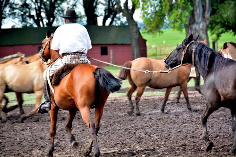 Buenos Aires: Santa Susana Ranch Day Tour, BBQ & Shows - Carriage rides and sulkies across the ranch