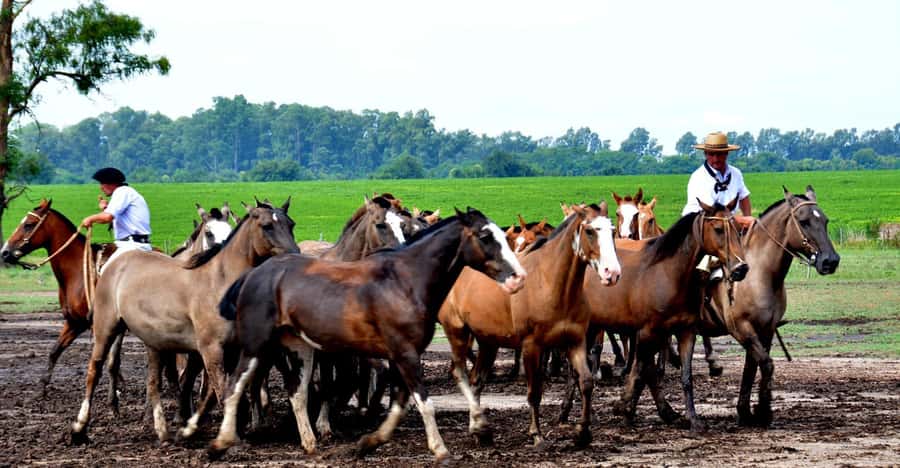 Buenos Aires: Santa Susana Ranch Day Tour, BBQ & Shows - Who will enjoy Santa Susana Ranch most?