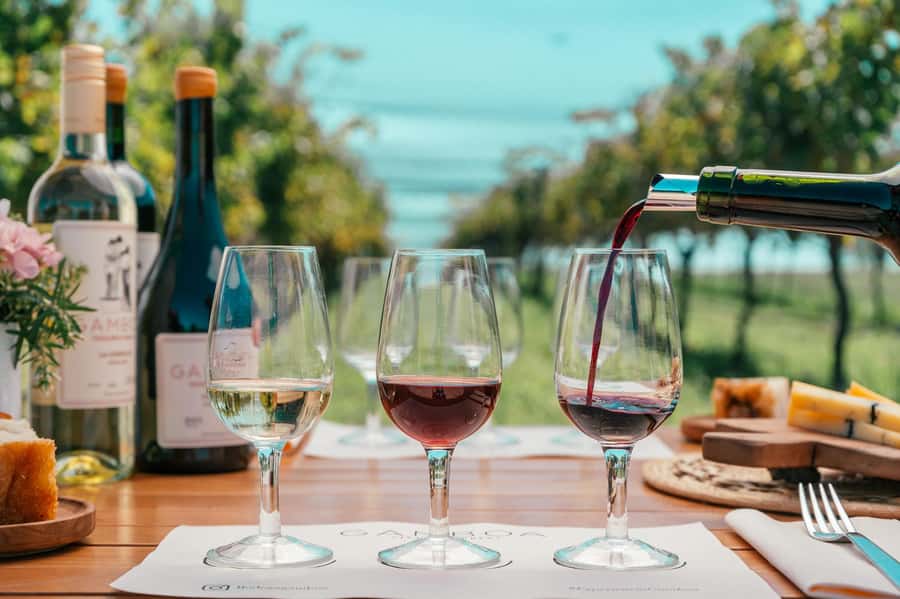 Buenos Aires: Wine Tasting & Lunch at Gamboa Vineyard - Walking among six hectares of vines