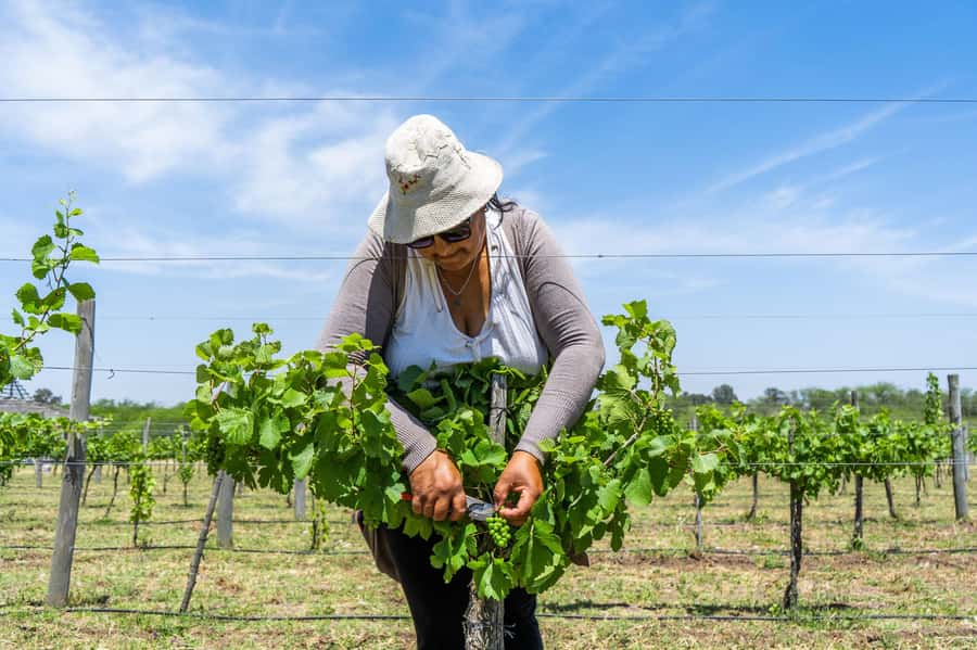 Buenos Aires: Wine Tasting & Lunch at Gamboa Vineyard - Inside Bodega Gamboa