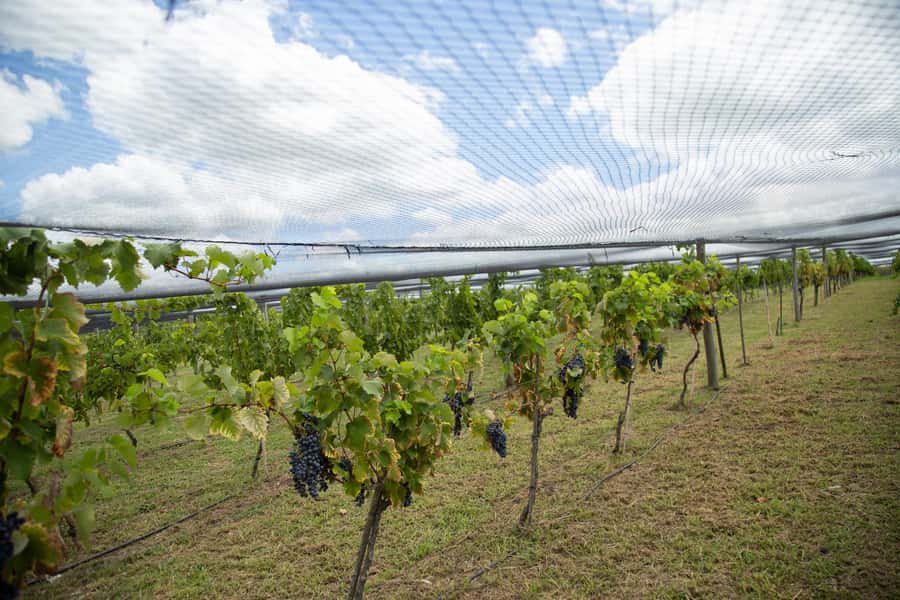 Buenos Aires: Wine Tasting & Lunch at Gamboa Vineyard - What the price covers