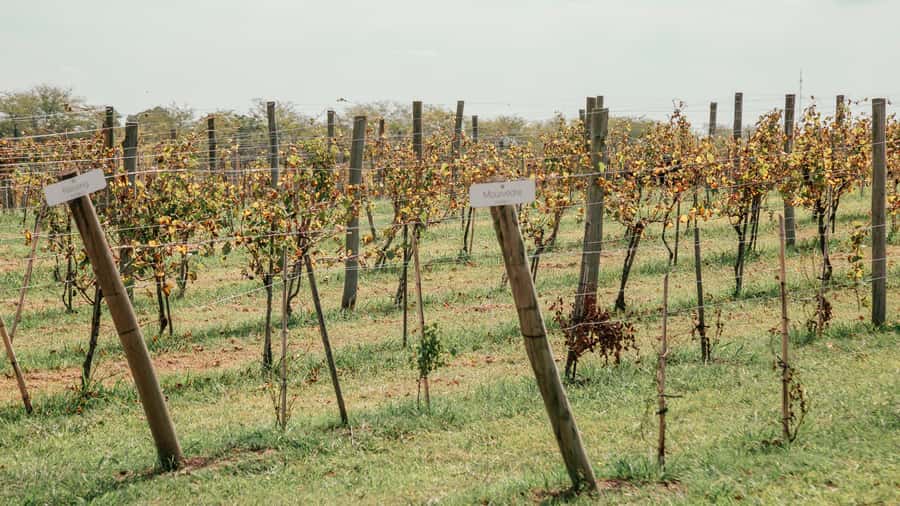 Buenos Aires: Wine Tasting & Lunch at Gamboa Vineyard - Who should book this vineyard day?
