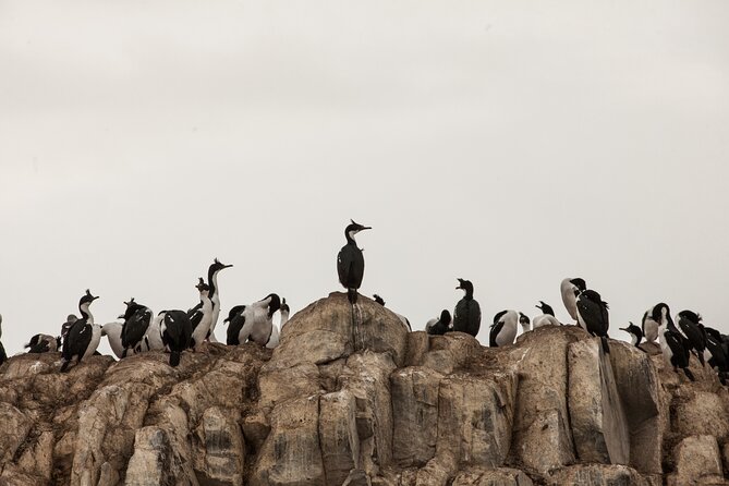 Catamaran Tour through the Beagle Channel and Penguins in Isla Martillo - Les Eclaireurs Lighthouse and the Monte Cervantes story
