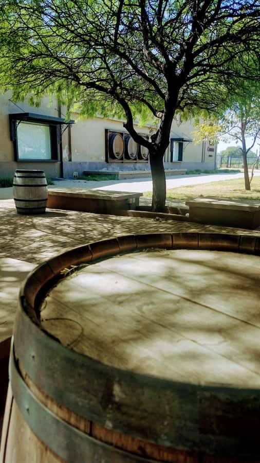 Córdoba: Wine Tour Privado a Colonia Caroya - Día completo - First winery: start in the vineyard
