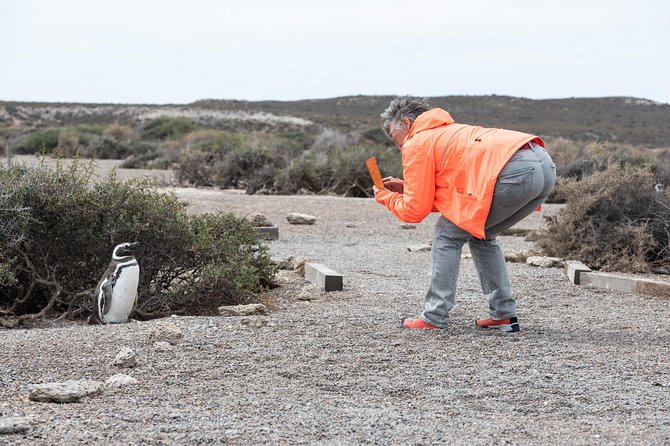 Cruise Shore Excursion Ea San Lorenzo Peninsula Valdes - Patagonia - Argentina - What happens at Peninsula Valdés