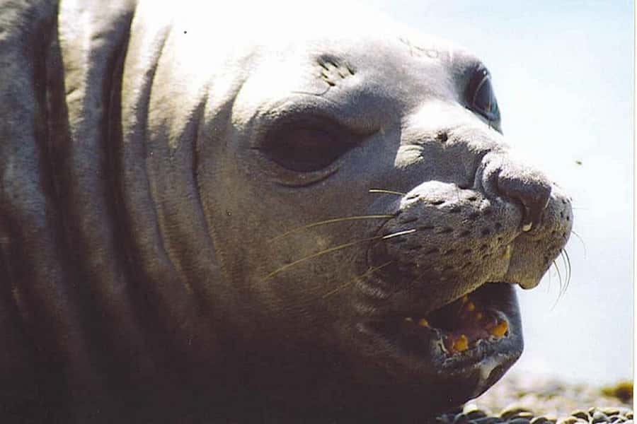 Cruise Shore Excursion Peninsula Valdes - Box Lunch Included - Meeting at the Puerto Madryn pier