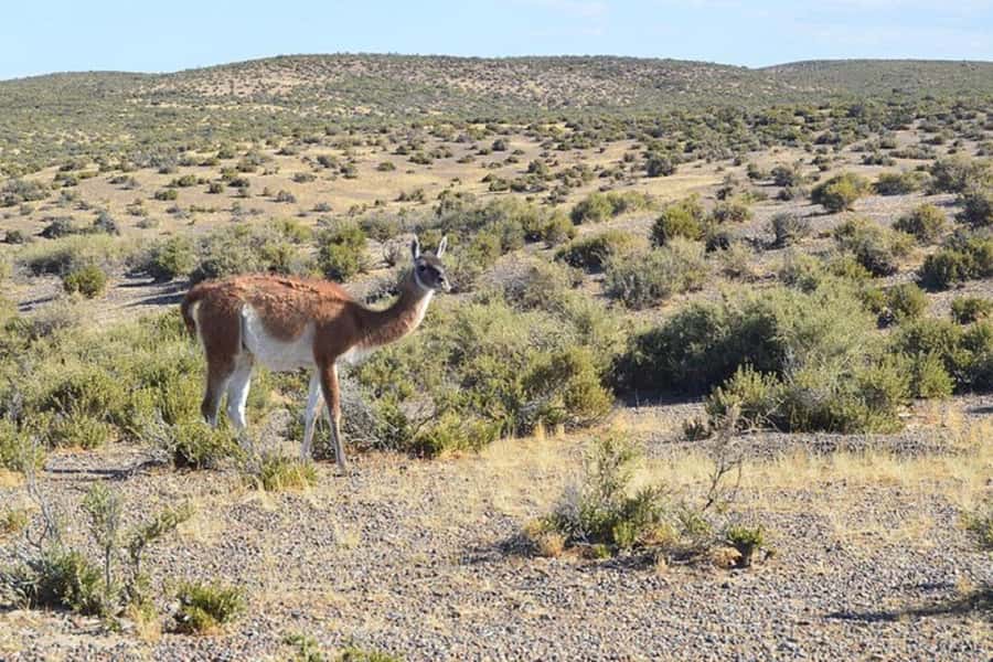 Cruise Shore Excursion Peninsula Valdes - Box Lunch Included - The return to Puerto Madryn