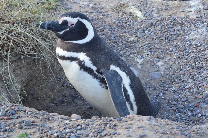 Cruise Shore Excursion Peninsula Valdes - Pto Madryn - Patagonia - Argentina - Caleta Valdes and the elephant seal colony