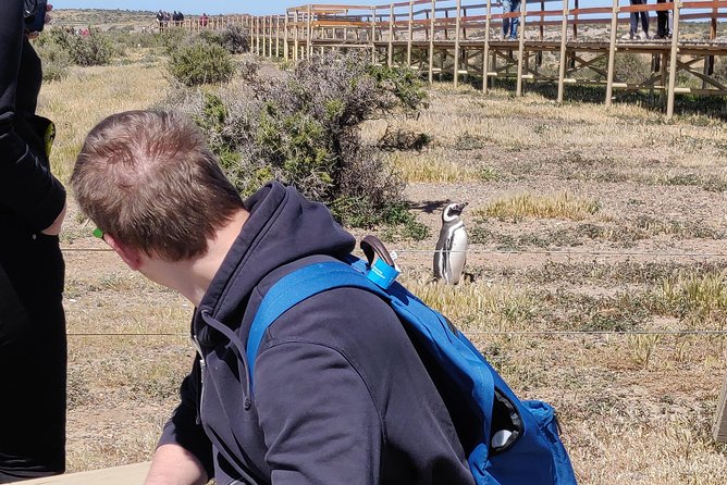 Cruise Shore Excursion Punta Tombo with Boxlunch from Pto Madryn - The best time to visit the colony