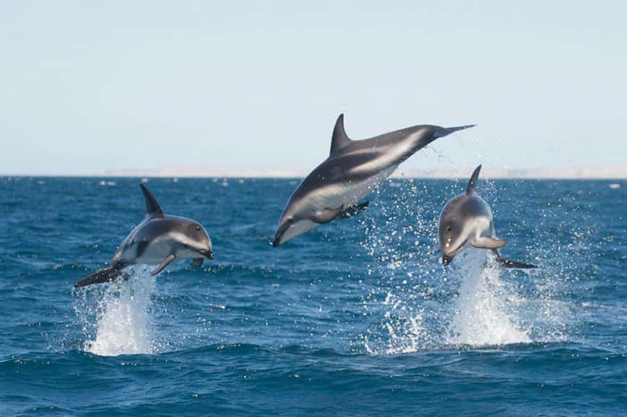 Dolphin Watching Adventure - Key points at a glance