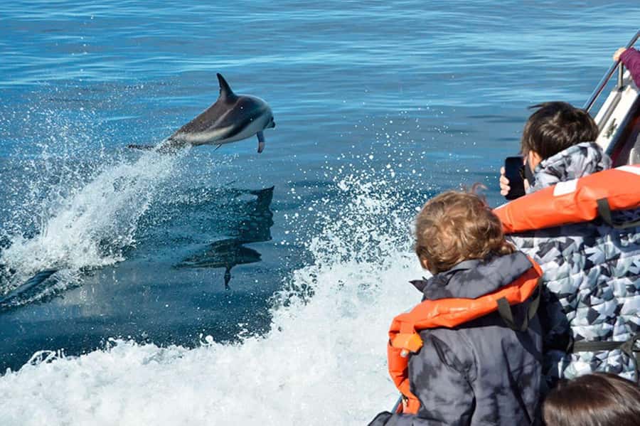 Dolphin Watching Adventure - Setting out from Muelle Comandante Luis Piedra Buena