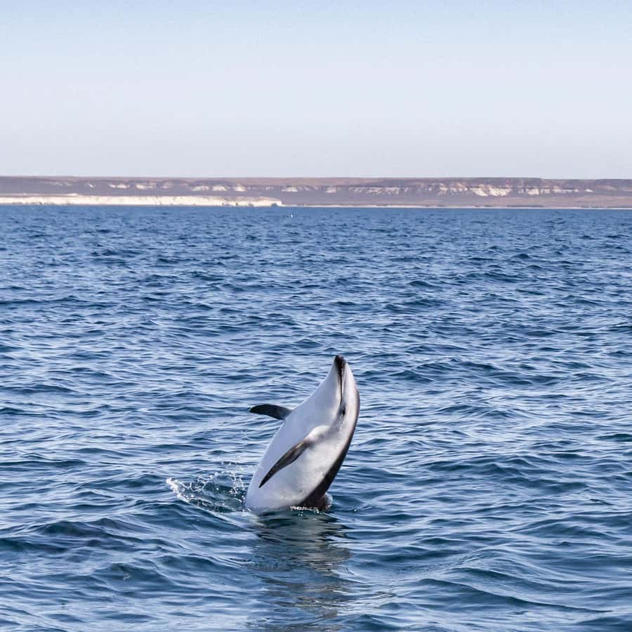 Dolphin Watching Adventure - What the guides add, and where English may be limited