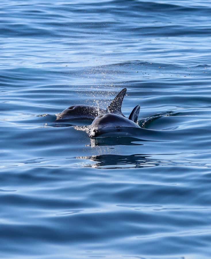 Dolphin Watching Adventure - Booking details worth knowing