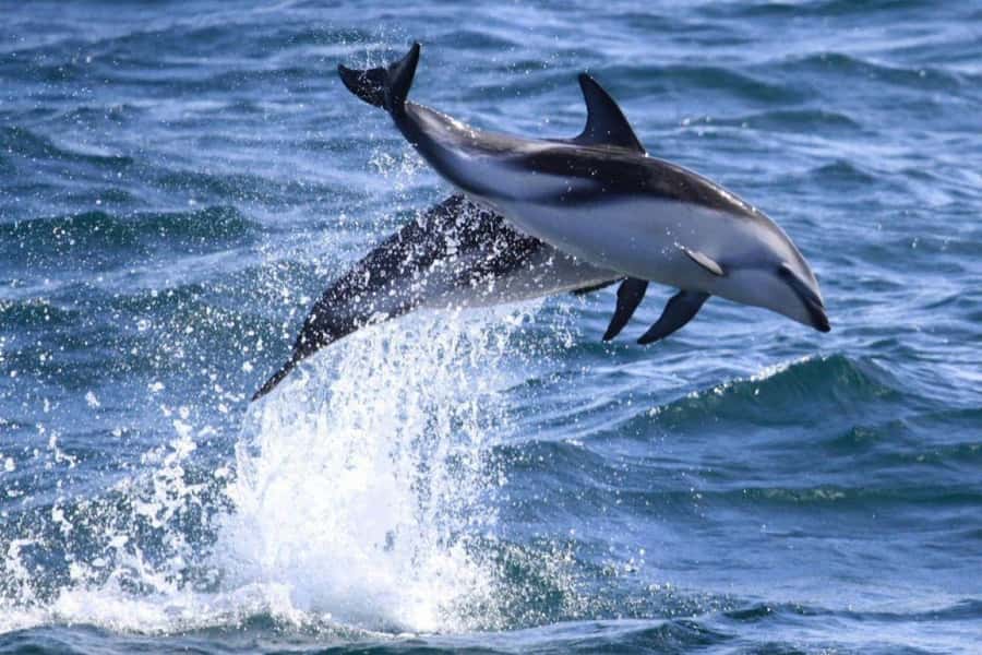 Dolphin Watching Adventure - Searching for Dusky Dolphins in Golfo Nuevo