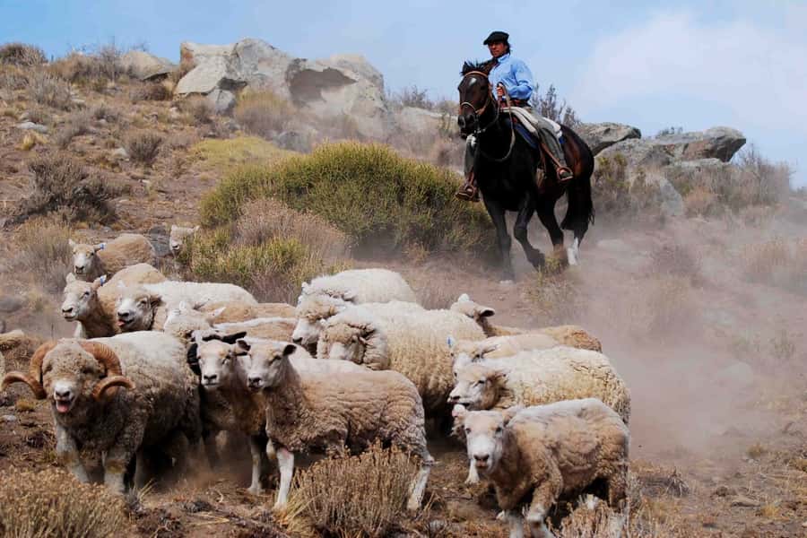 El Calafate: Estancia 25 de Mayo Tour with Dinner & Transfer - Key points to know before you book