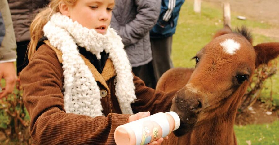 El Calafate: Estancia 25 de Mayo Tour with Dinner & Transfer - From the old shearing shed to the wool thread