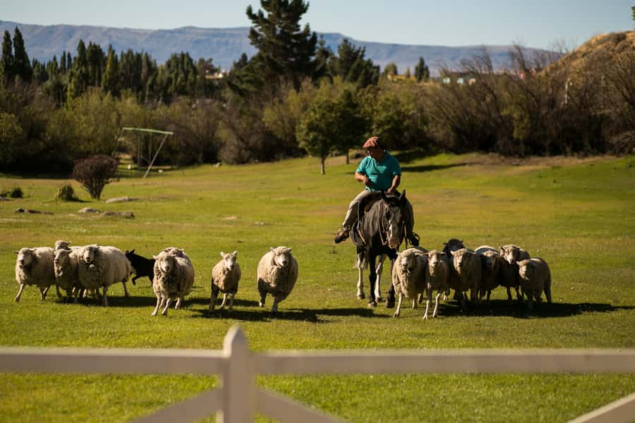 El Calafate: Estancia 25 de Mayo Tour with Dinner & Transfer - Who should book this estancia evening?
