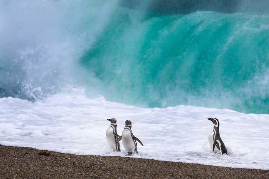 El Calafate: Monte León 4x4 Wolves and Penguins Excursion - Walking Among the Magellanic Penguins