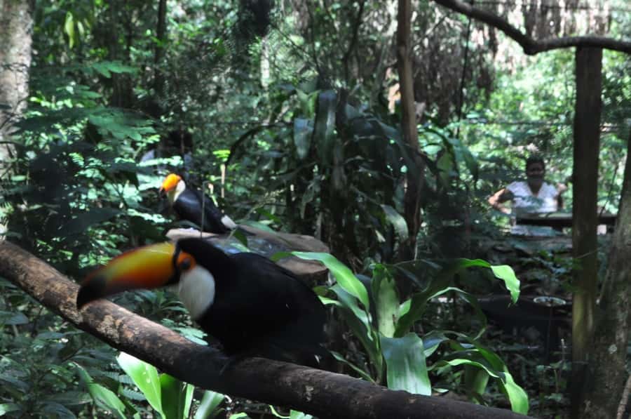 From Buenos Aires: 3-Day Iguazu Falls Tour with Airfare - Key points to know before booking