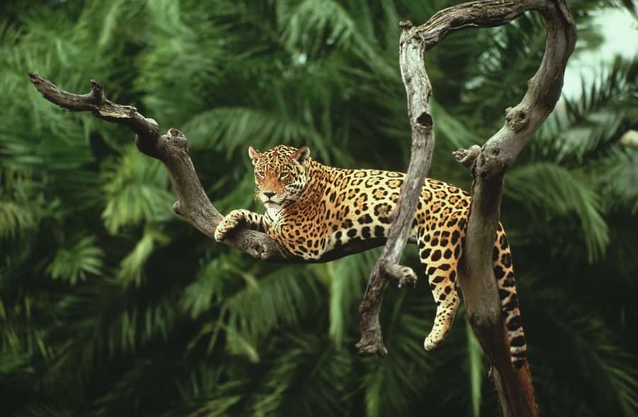 From Buenos Aires: 3-Day Iguazu Falls Tour with Airfare - Who will get the most from this tour