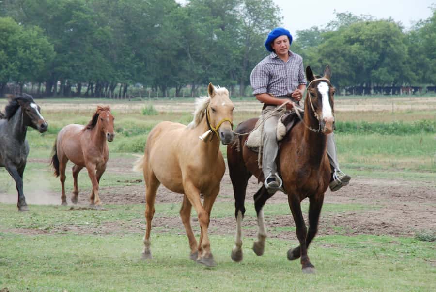 From Buenos Aires: Estancia Don Silvano Tour with Lunch. - What $165 buys you
