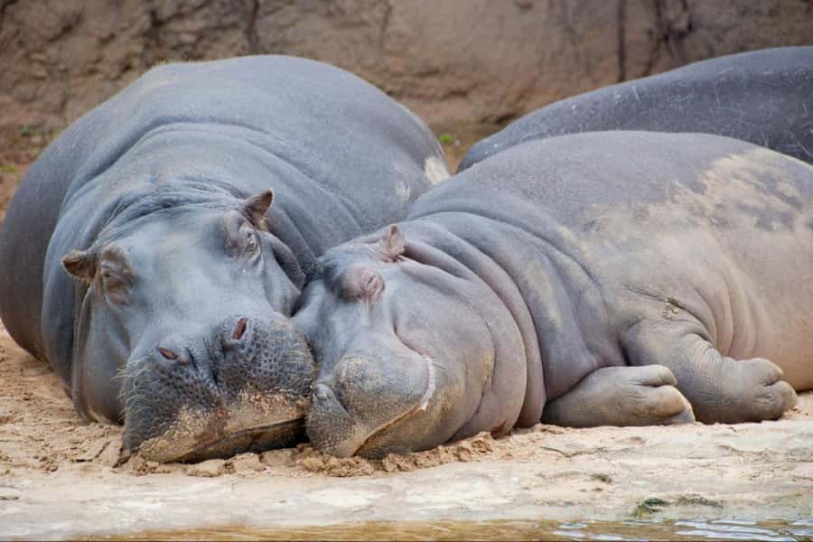 From Buenos Aires: Temaiken Zoo Tour with Ticket Included - Should you book the Temaikèn tour?