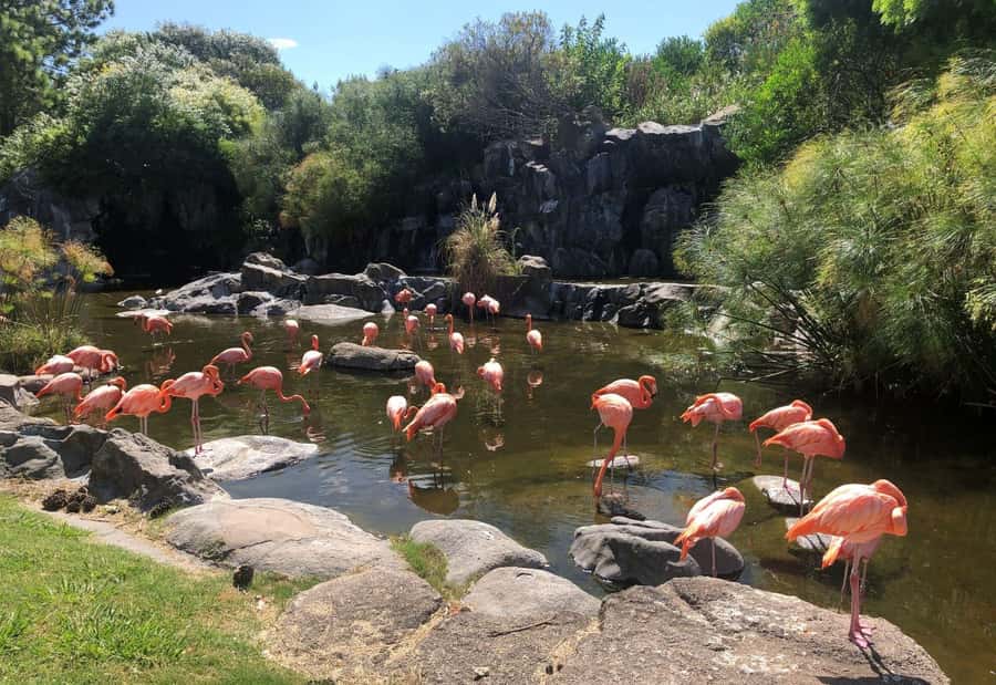 From Buenos Aires: Temaiken Zoo Tour with Ticket Included - Leaving Buenos Aires for Temaikèn
