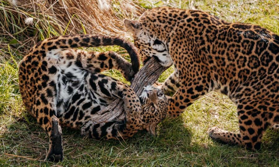 From Buenos Aires: Temaiken Zoo Tour with Ticket Included - The giant aviary and its open paths