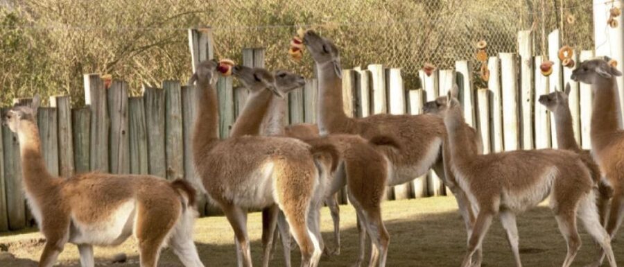 From Buenos Aires: Temaiken Zoo Tour with Ticket Included - La Chacra brings the Argentine countryside closer