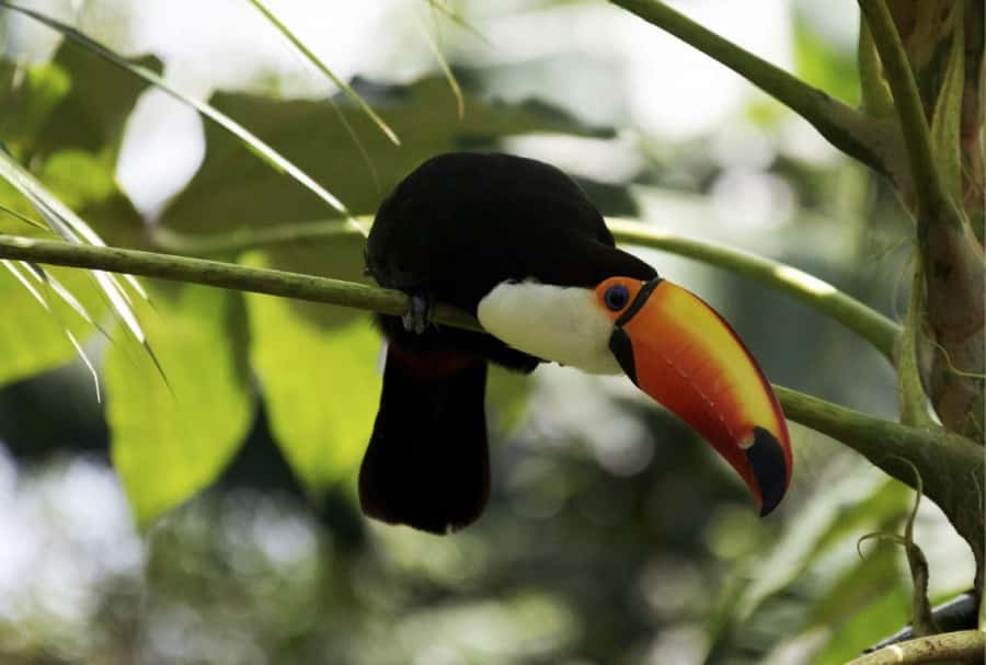 From Buenos Aires: Temaiken Zoo Tour with Ticket Included - A park visit with more than animals