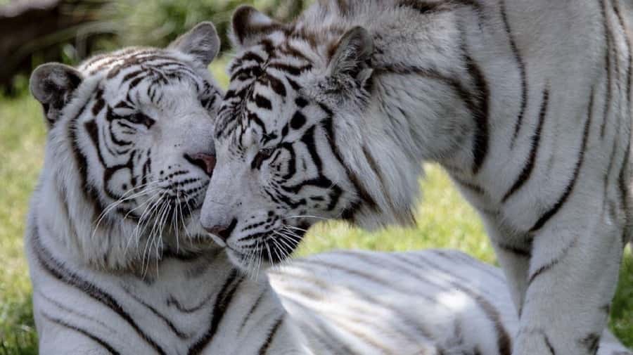 From Buenos Aires: Temaiken Zoo Tour with Ticket Included - The guide and the value of included transport
