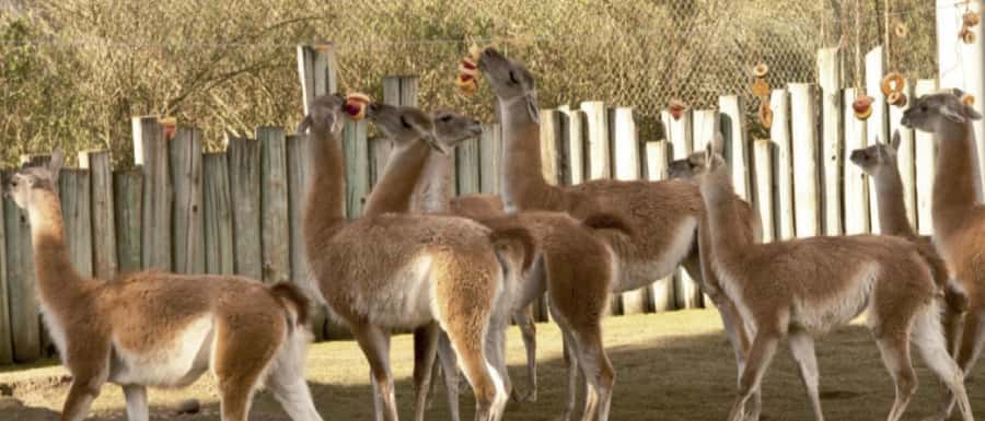 From Buenos Aires: Temaiken Zoo Tour with Ticket Included - What the six-hour schedule means for you