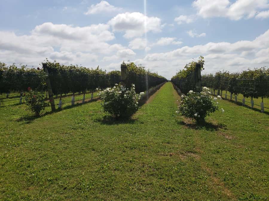 From Cordoba: Private Wine tour & History - Why Córdoba’s wine country deserves a day