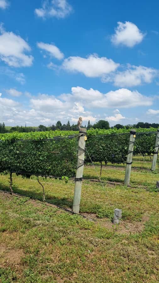 From Cordoba: Private Wine tour & History - Guides who shape the day