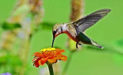 From Iguazú: Explore natural diversity at the Biocenter