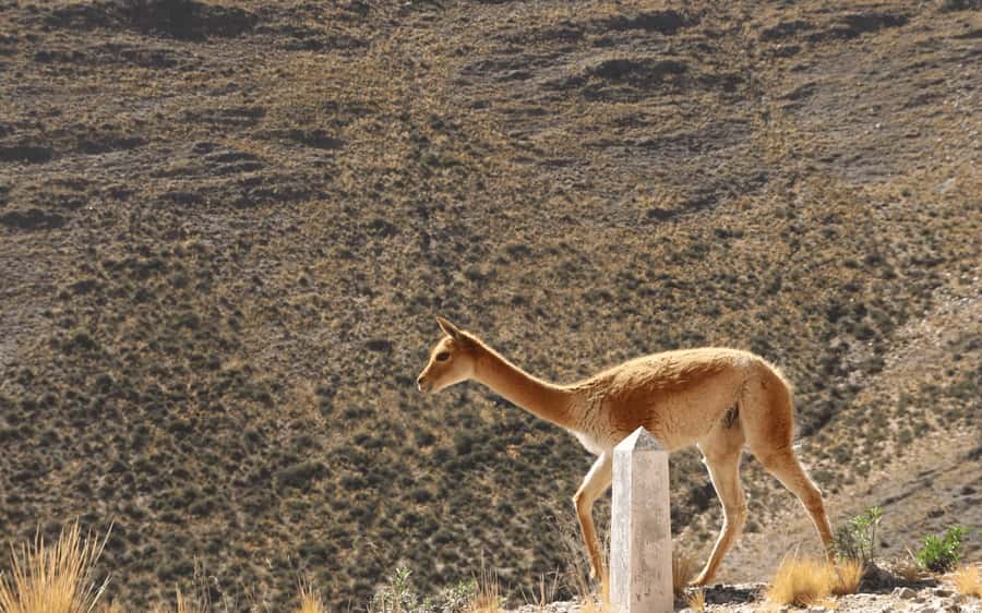 From Jujuy: Salinas Grandes with Purmamarca - The Colorados walk and your return to Purmamarca