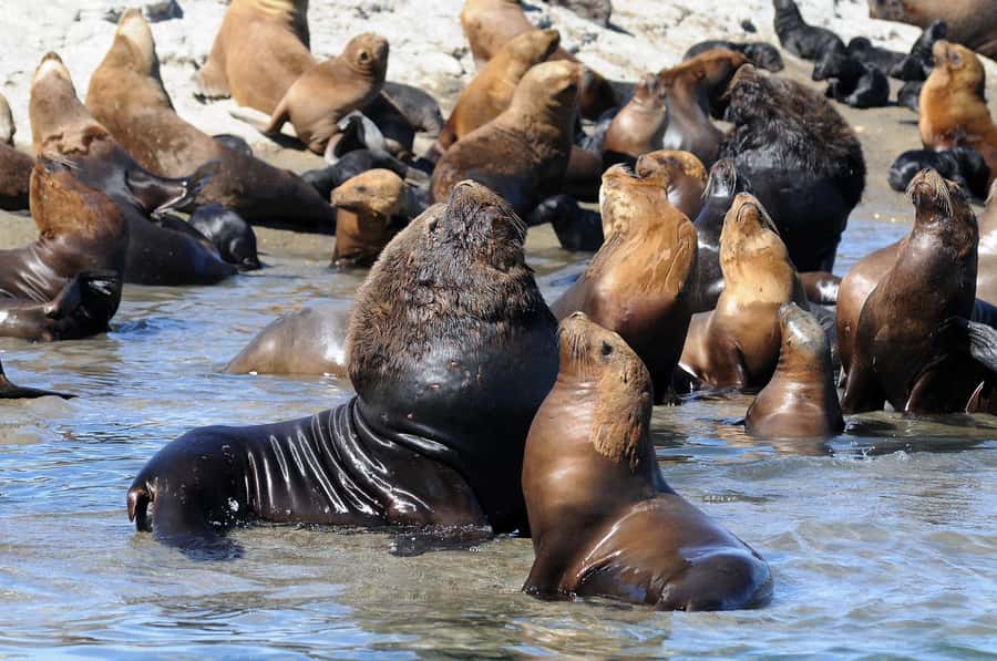 From Puerto Madryn: City and Punta Loma Tour - Key points to know before booking