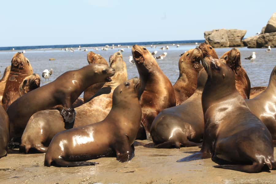 From Puerto Madryn: City and Punta Loma Tour - Watching sea lions at Punta Loma
