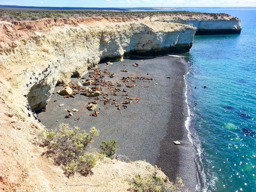 From Puerto Madryn: City and Punta Loma Tour - How the guides shape the experience