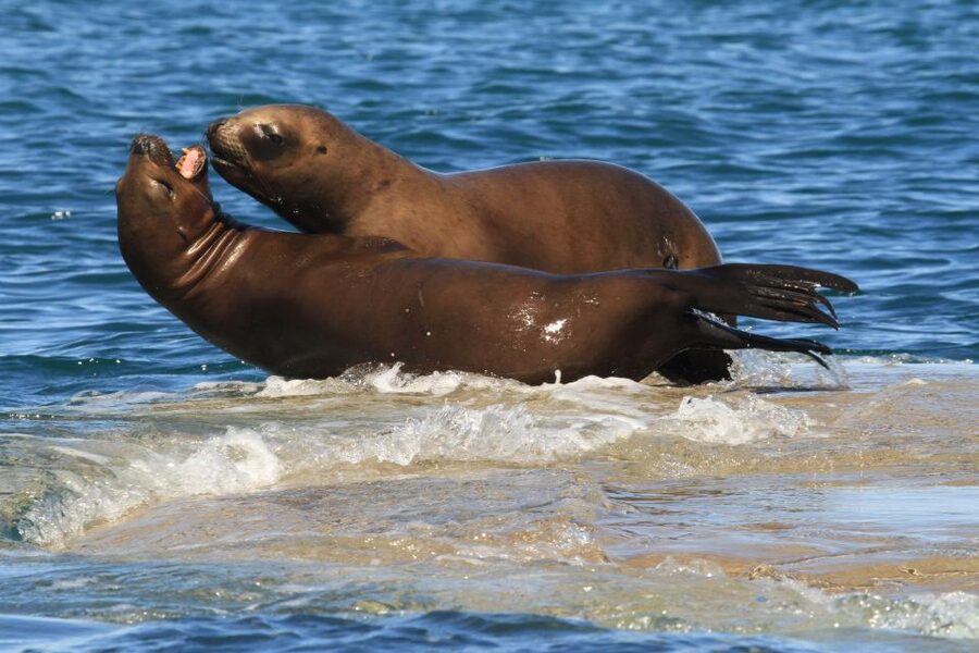 From Puerto Madryn: City and Punta Loma Tour - Price, entrance fees, and overall value